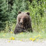 photo of grizzly bear